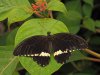 Common Mormon - Papilio Polytes